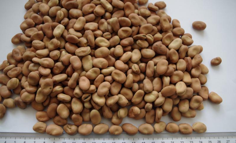 蚕豆是不是蛋白质饲料_高尔基体蛋白和内网质_饲料蚕豆价格行情