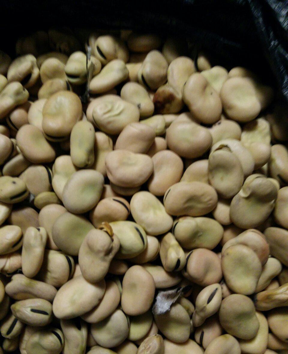 高尔基体蛋白和内网质_蚕豆是不是蛋白质饲料_饲料蚕豆价格行情