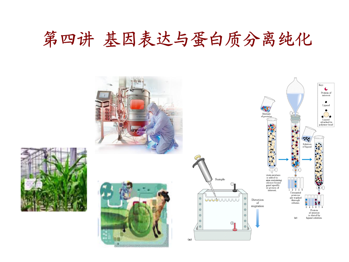 大豆蛋白水解度_醇解度与水解度_蛋白水解度的测定