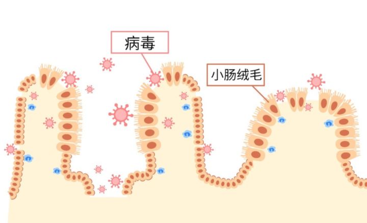 葡萄糖的作用与功效有哪些？的功效和功效