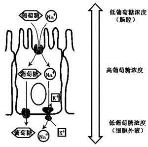 葡萄糖的作用_葡萄疏花疏果拉穗膨大快速增色增糖上色着色剂_葡萄水果测糖仪