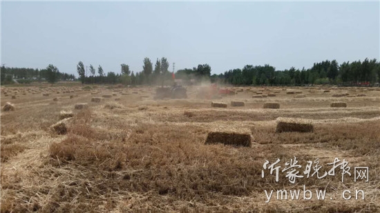 茶园麦秸还田_茶园麦秸还田_有机茶园茶园干羊粪