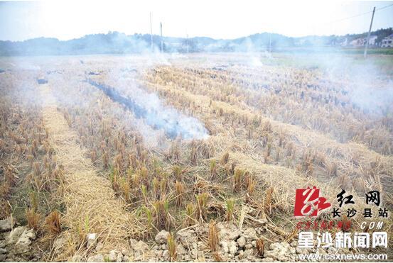 茶园麦秸还田_麦秸打捆机报价_重庆茶园垃圾场对茶园的影响