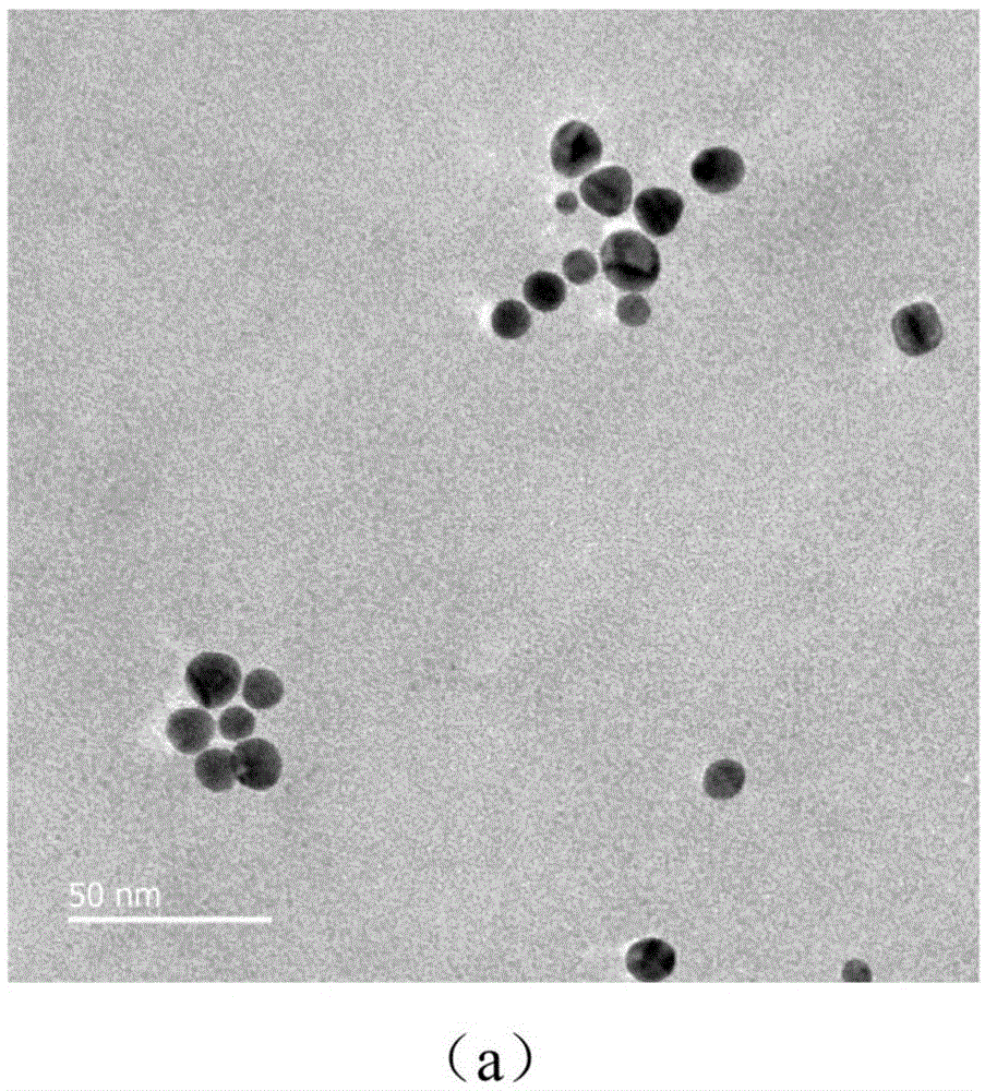 氨基修饰金纳米粒子_纳米硅表面修饰_kh570能在水中修饰纳米颗粒吗