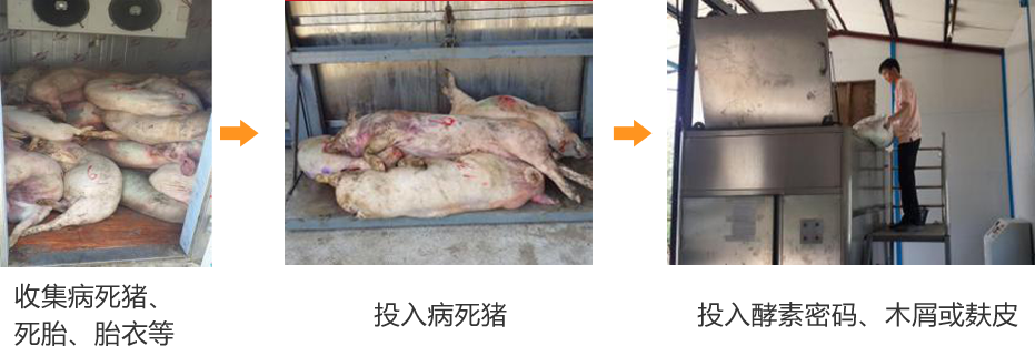 江西病死猪被猪贩子长期收购_羊毛贩子如何收购羊毛_收购龙虾的大贩子电话