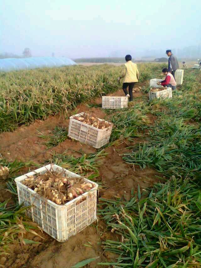 陕西黄姜价格_2015成都大黄姜价格_黄姜的市场价格