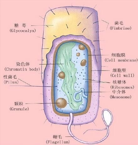 细菌细胞结构简图图片